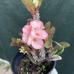 Planta De Corona De Cristo Con Flor Extra Grande, En Maceta De 1 Gallon Pick Up Only