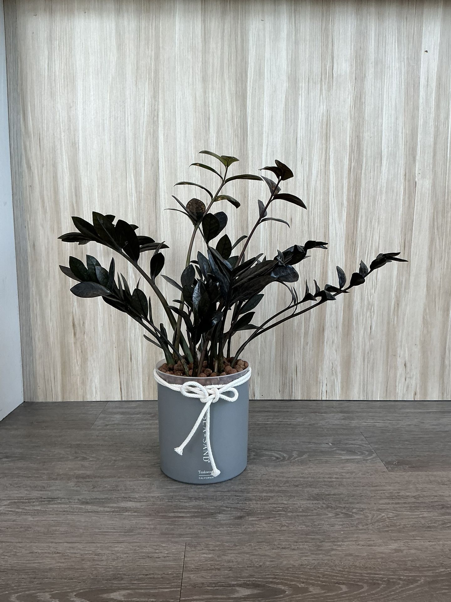 🖤 Raven ZZ Plant – Grown in LECA – Pest Free