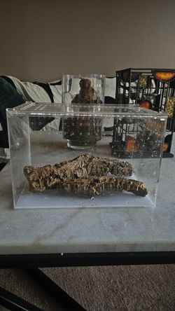 Zilla micro habitat