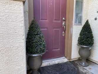 Real Live Eugenia Topiary Cone