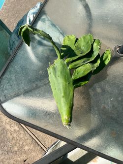 PRICKLY PEAR CACTUS