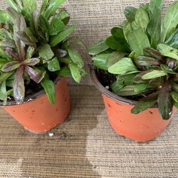 Two Small Pots Of Ajuga Bronze Beauty Purple Flowering Ground Cover, Perennial Comes Back Every Year, Spreads Slowly, Full Sun To Shade, Carefree Plan