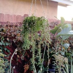 Planta Natural