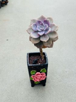 Succulents plants 🪴