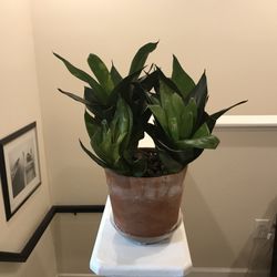 Bird’s Nest Snake Plant In Terracotta Pot