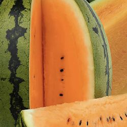 “Sunkist” (orange) Watermelon Seeds