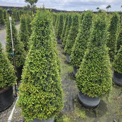 Cones Topiary  Small Size  Starting  $30