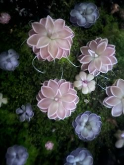 Carnivorous plants (Pinguicula) (Pings)