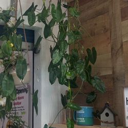 🌿 Your Neighborhood Plant Shop & Boutique 🌸