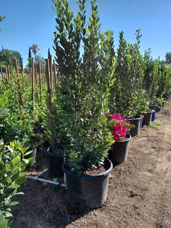 Laurel Nobilis 24gln 5 ft