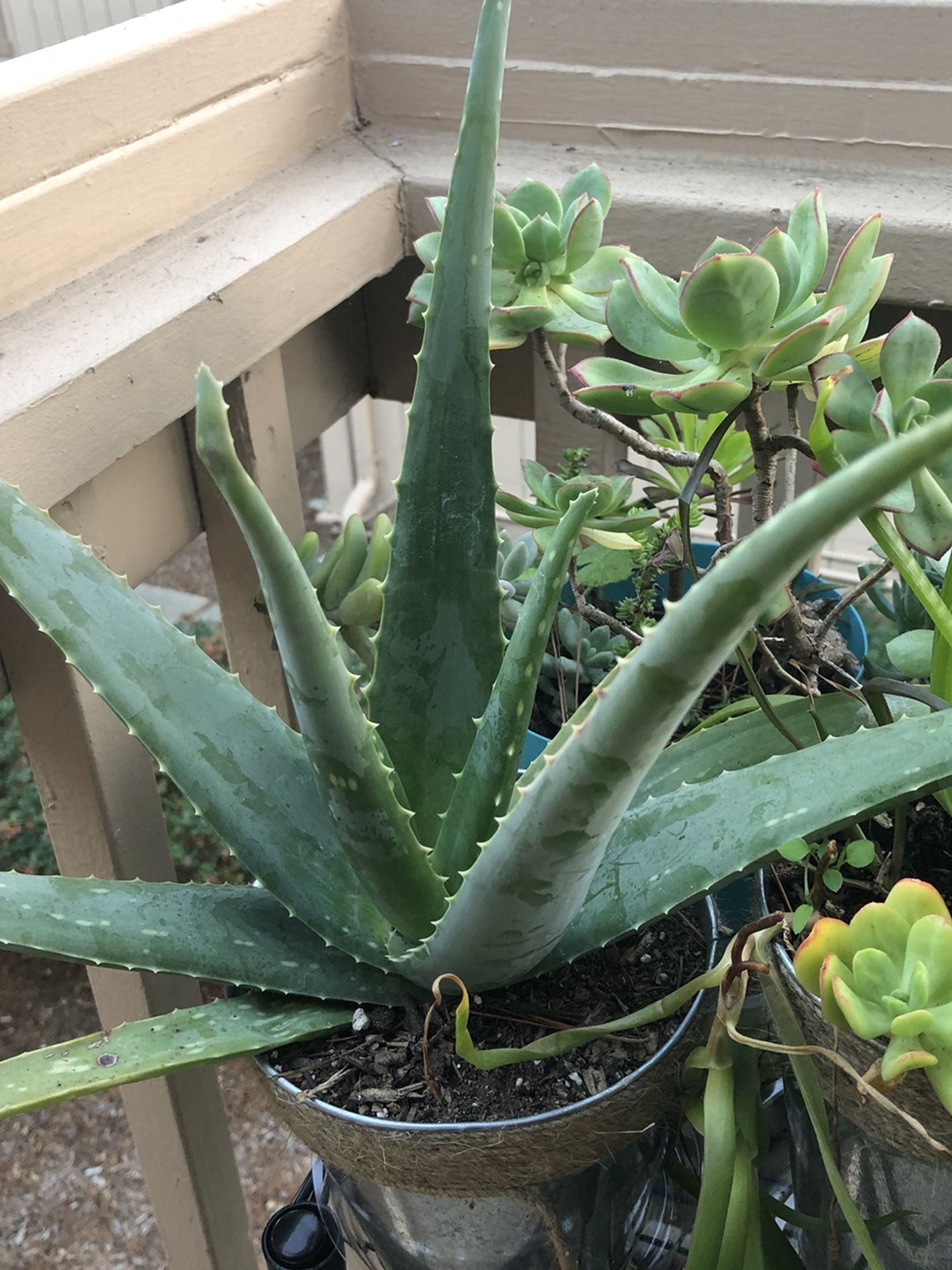 Aloe Plant