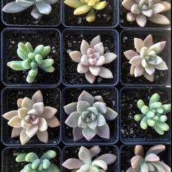 2” Succulent plants for PARTY FAVORS
