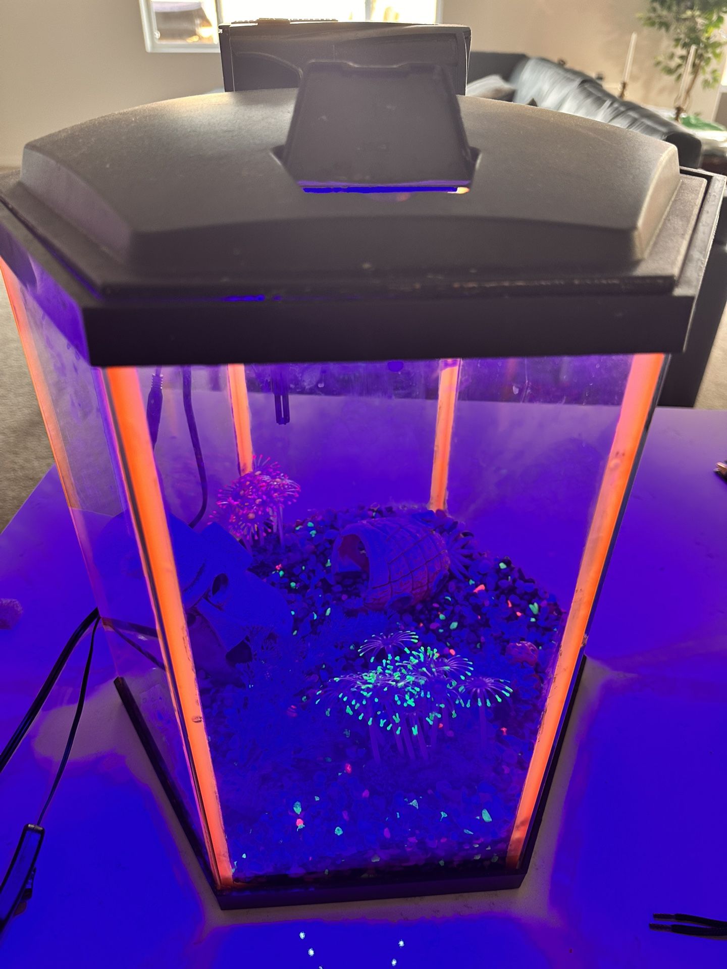 10 Gal Hexagon Fish Tank