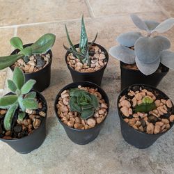 Succulents Set