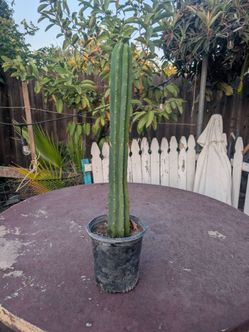San Pedro Cactus 1 gal