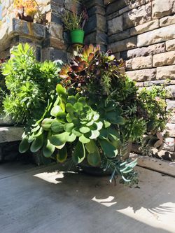 Organic Huge Beautiful  succulent arrangement 3 feet tall