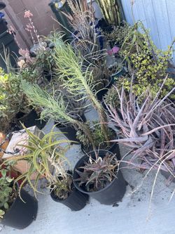 PLANTS , CACTI , SUCCULANT PLANTS