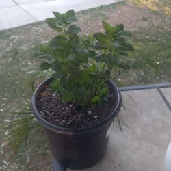 Yerbabuena $6 