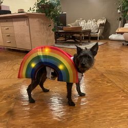 Dog Costume
