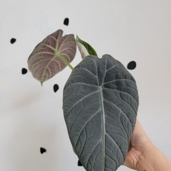 Alocasia Maharani large leaves 6" pot plant