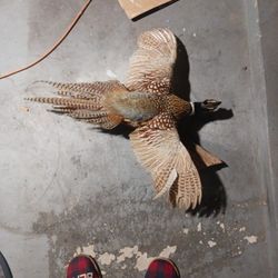 Taxidermy Pheasant 