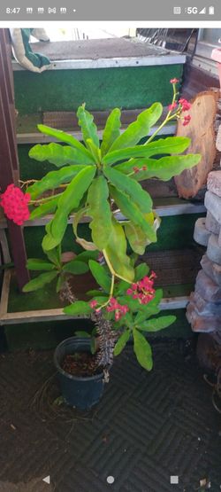 Corona de cristo flor Rosa 1g