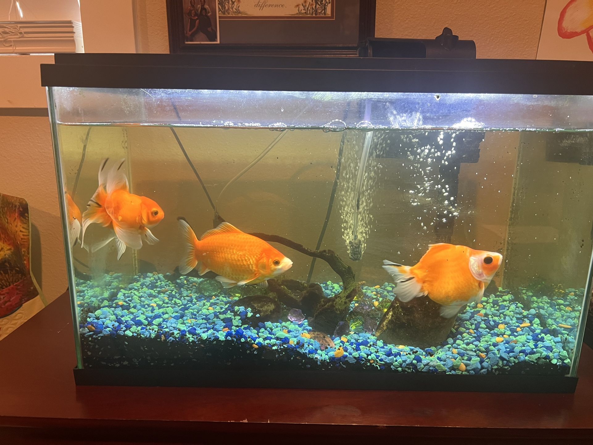 Gold Fish And Tank
