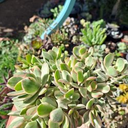 Variegated Succulent 