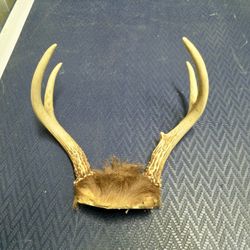 Deer Antlers on wooden Wall Plate Handmade