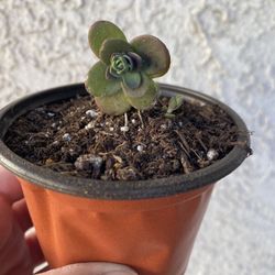 4 Inch Pot Rare Succulent Plant - SunSparkler Sedum - Cherry Tart - Rooted and Stablished Plant - Drought Resistant - 🪴 