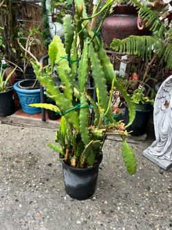 Queen of the night plant