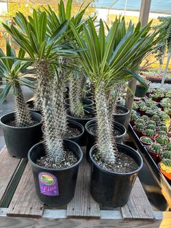 Madagascar palms in 2 gallon pots $20 each