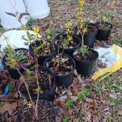 Yellow Bell Forsythia  Bushes