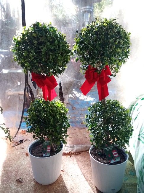 Real Live Plant Read The Full Description Below