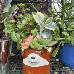 Cute Plant 