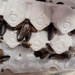 Dubia Feeding Roaches For Bearded Dragons 