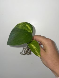 Golden Pothos Houseplant Cuttings (rooted)