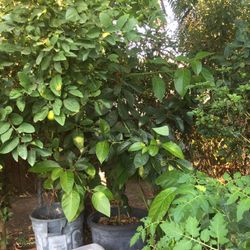 Advocate Trees