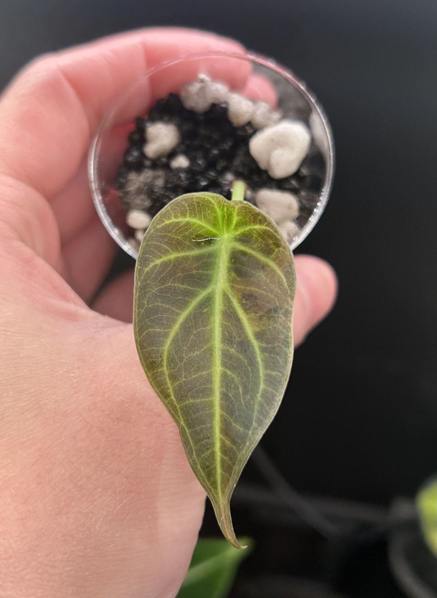 Variegated Regal Shield Alocasia