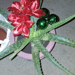 Xmas Aloe Plant In Deco Ceramic Pot And A LG White Ceramic European  Basket Weave Bowl