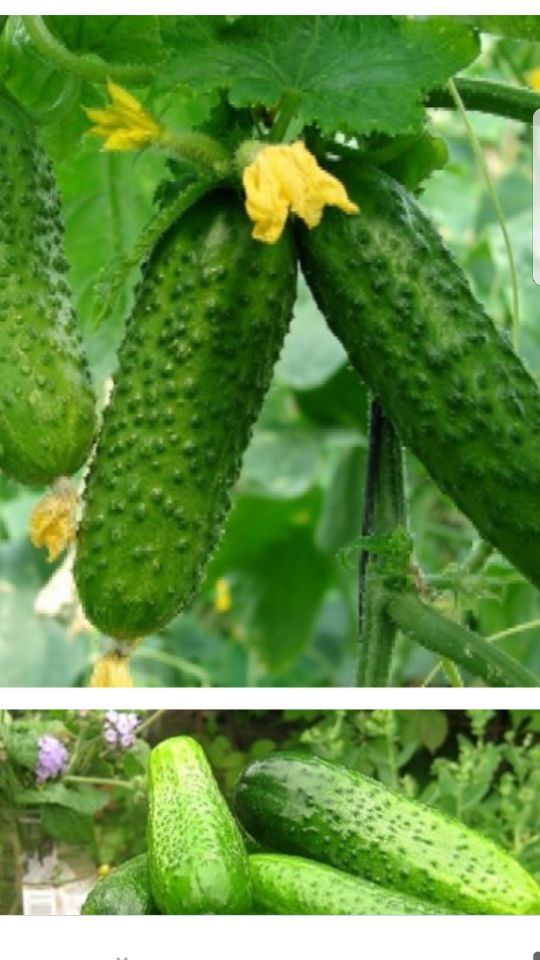Organic cucumber 🥒 plants