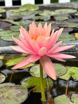Water Lilies