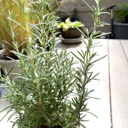 Organic Rosemary Fragrant Perennial Plant, Most Cold Hardy Shrub.