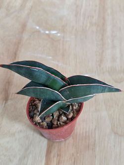 Sansevieria rare plant