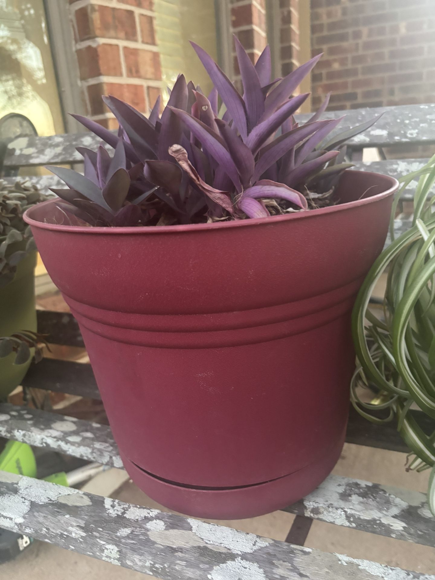 Purple Heart Plant With Red Plastic Pot