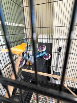 Large Black Metal Bird Cage with Perches