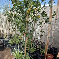 Lemon Trees In 15 Gallon 6F The Tall $120 Each Price Firm 