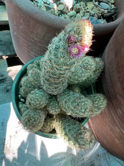 Cactus Pink Flower