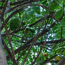 Jocote Corona Cuttings and Plants