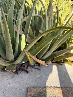 Aloe plants large